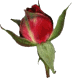 rose.gif (3143 bytes)